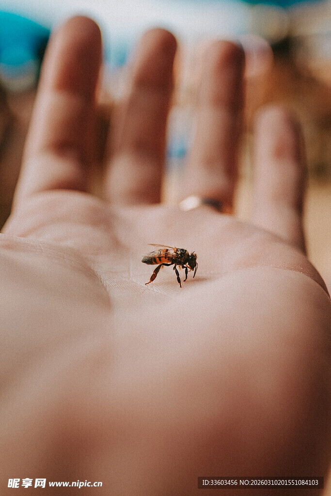掌心的小昆虫