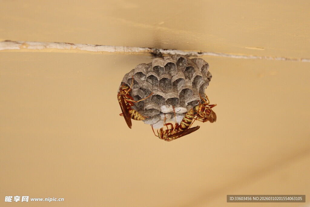 墙上的蜘蛛与蛛网