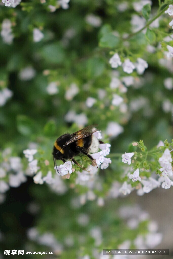 蜜蜂于白花绿叶间采蜜