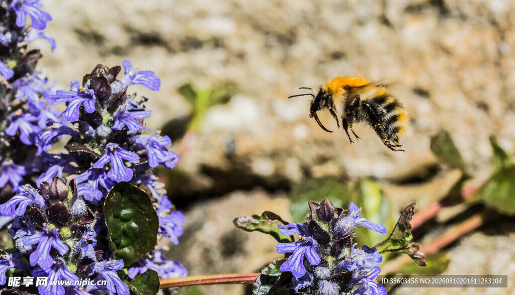 蜜蜂飞舞于紫色花丛间