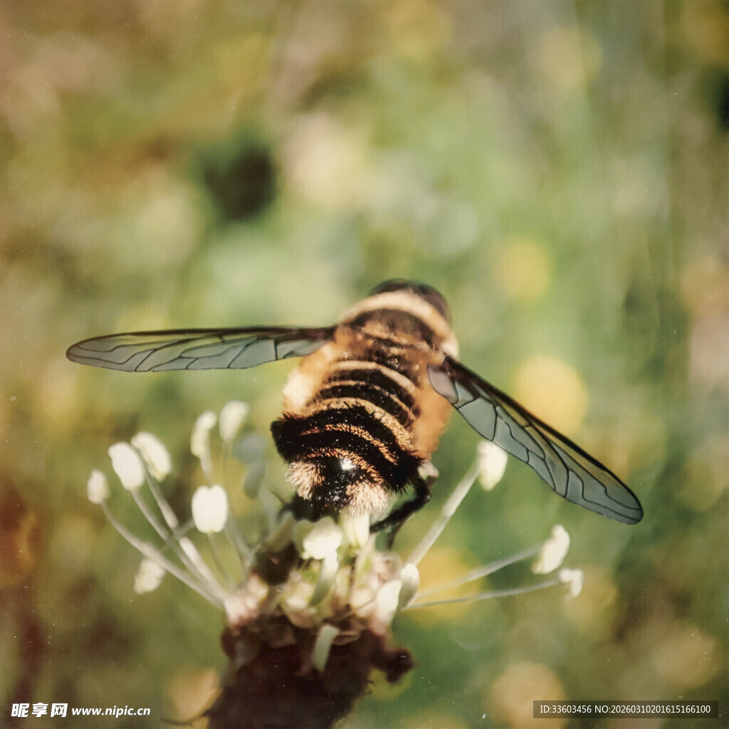 悬停花间的条纹食蚜蝇