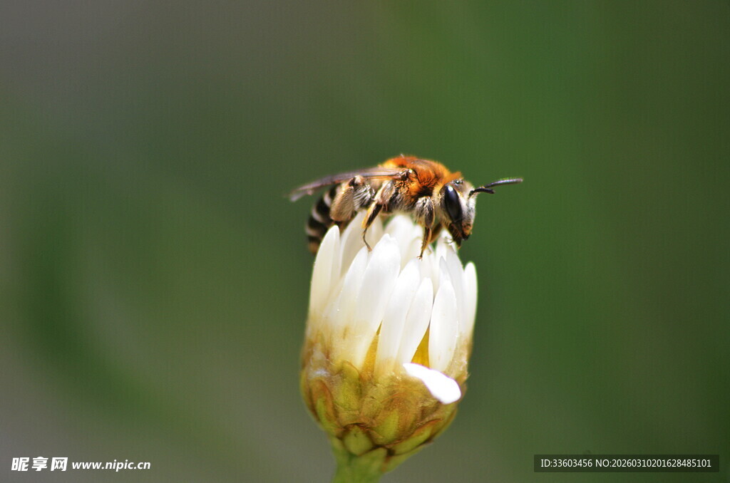 蜜蜂停留在白色花朵上