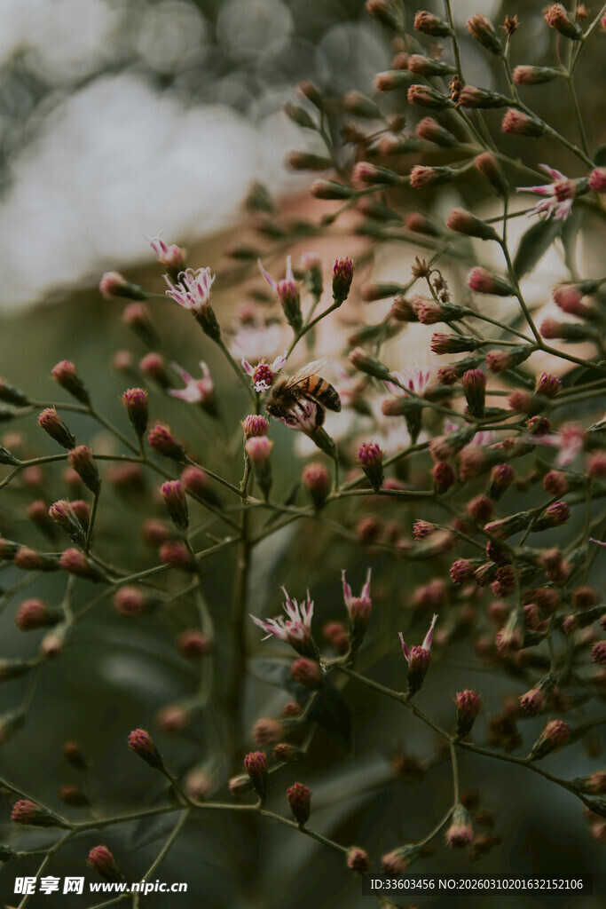枝头结满的红色小果实