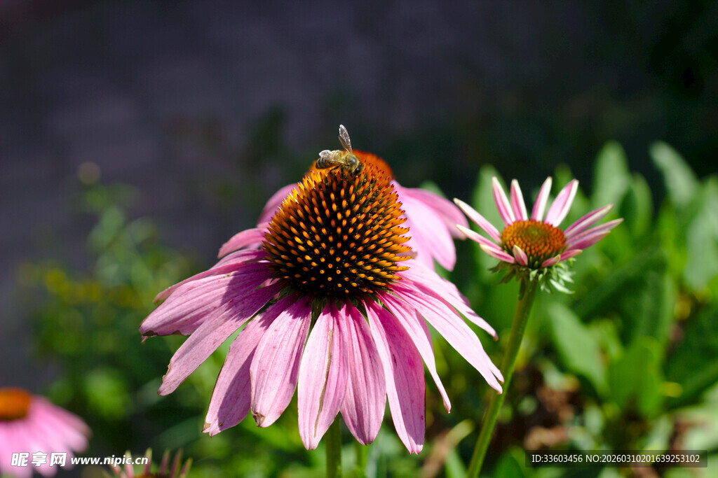 紫锥花上的蜜蜂