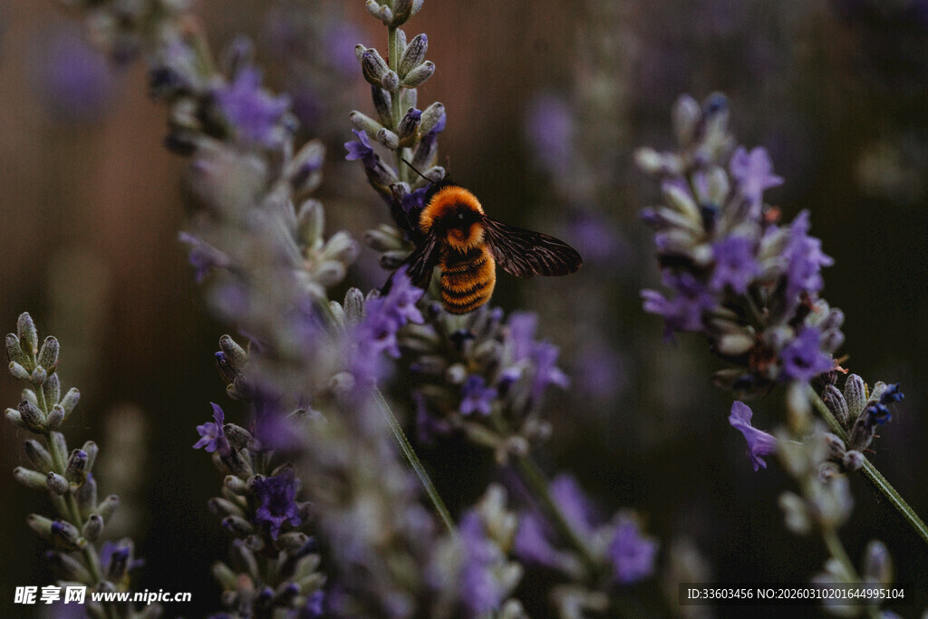 蜜蜂于薰衣草间采蜜