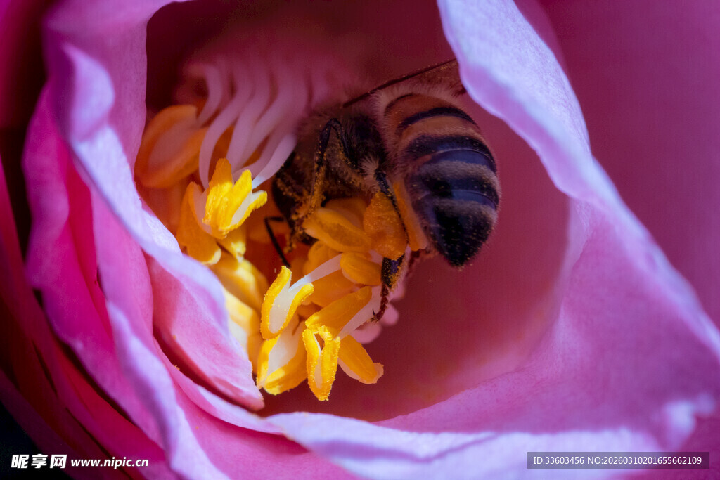 蜜蜂采蜜于粉色花朵中