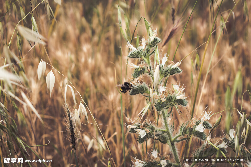 田野中的带刺植物