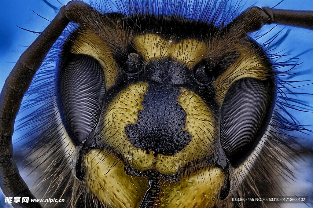 微距下的蜜蜂头部特写