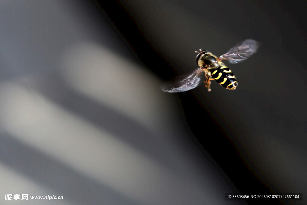 飞行中的黄黑条纹小昆虫