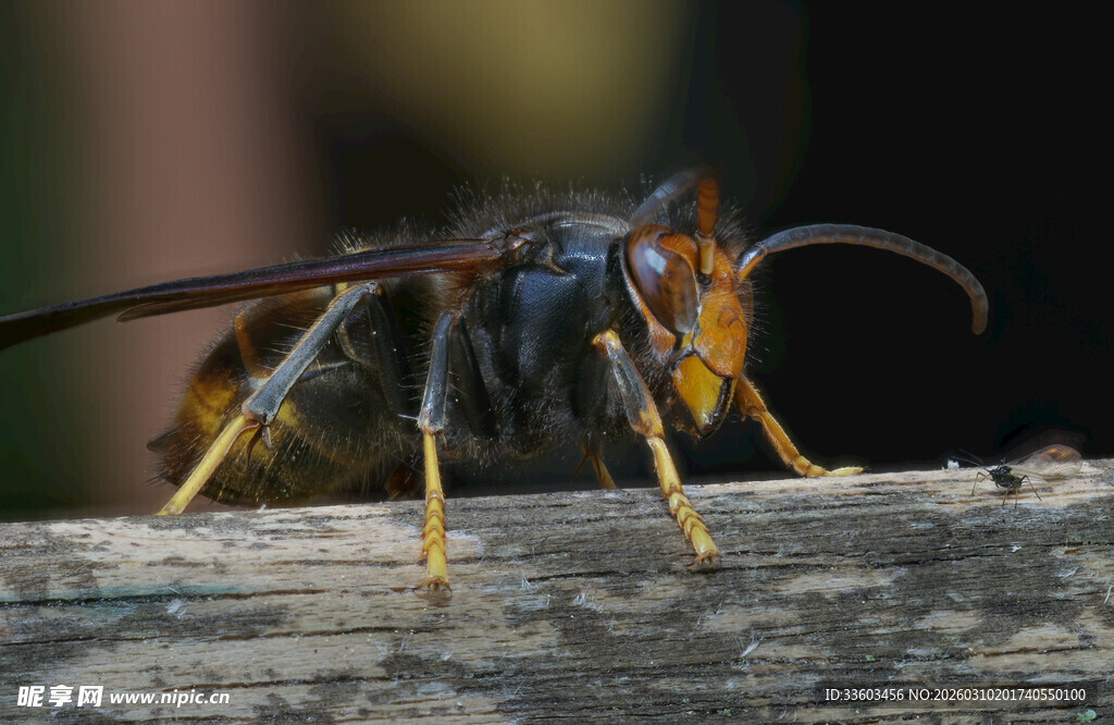 木上大黄蜂特写