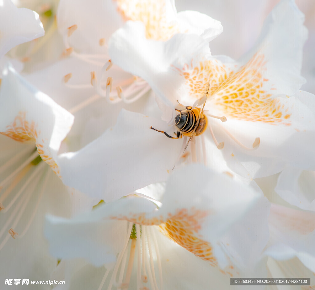 蜜蜂停留在白色花朵上