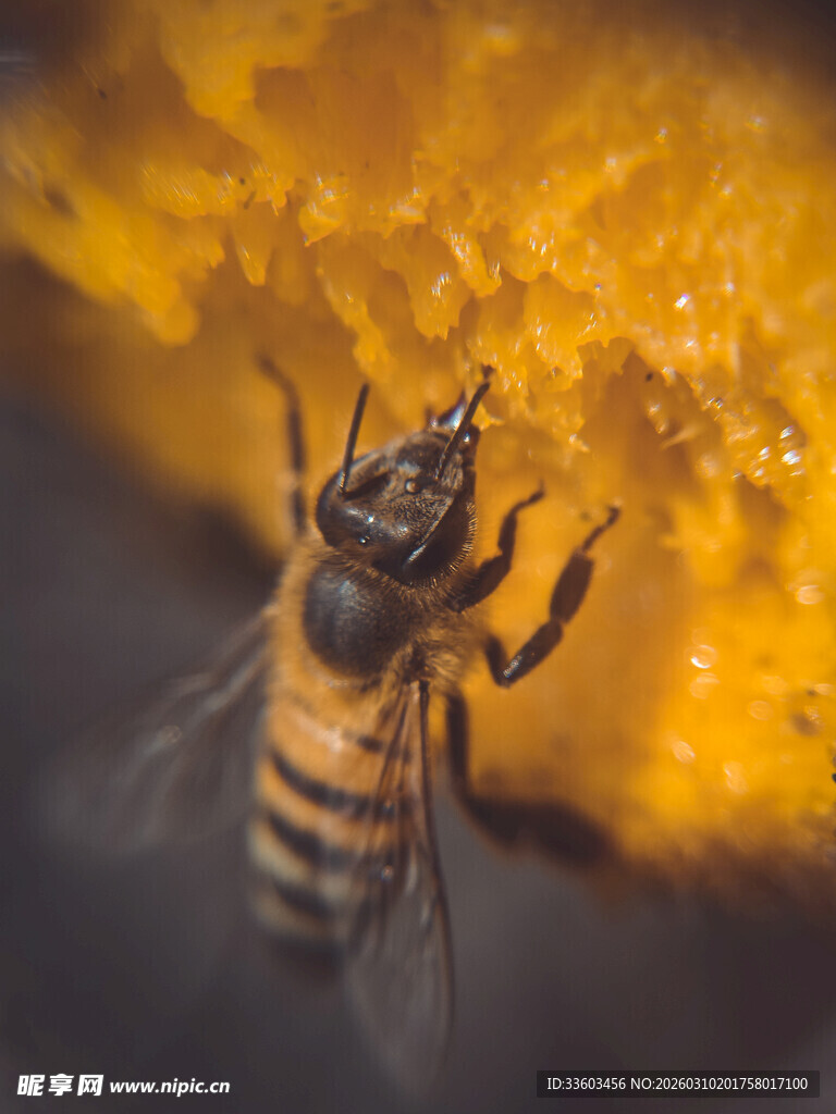蜜蜂采蜜于黄色花朵间