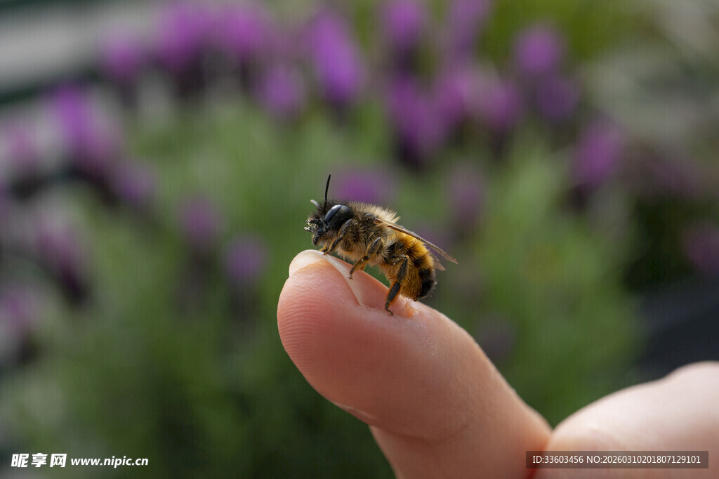 指尖上的小蜜蜂