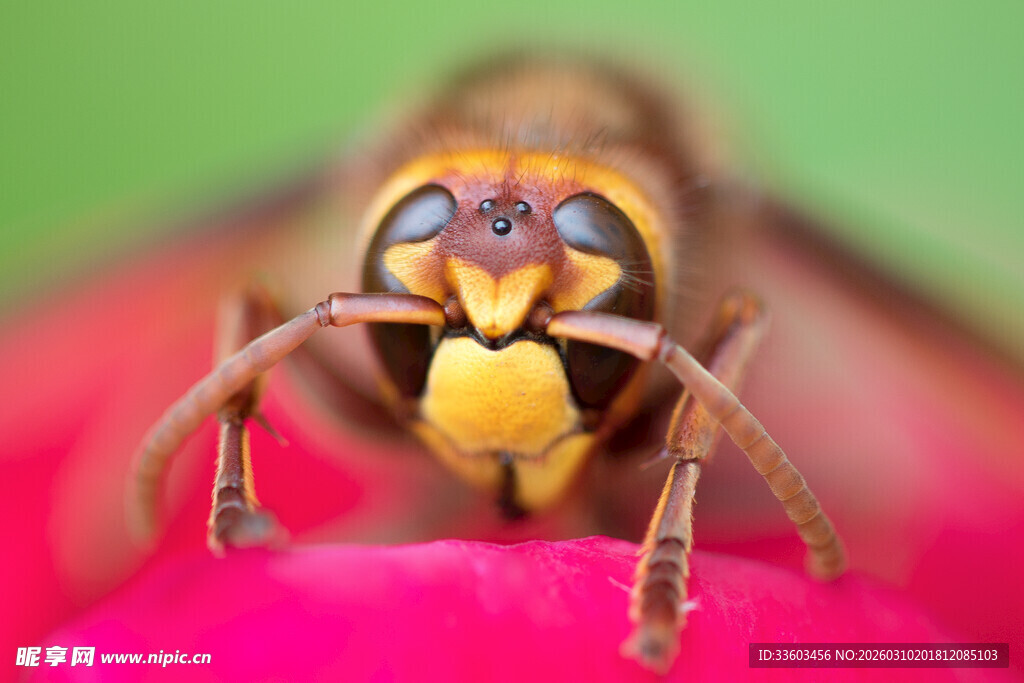黄蜂特写于娇艳花朵上
