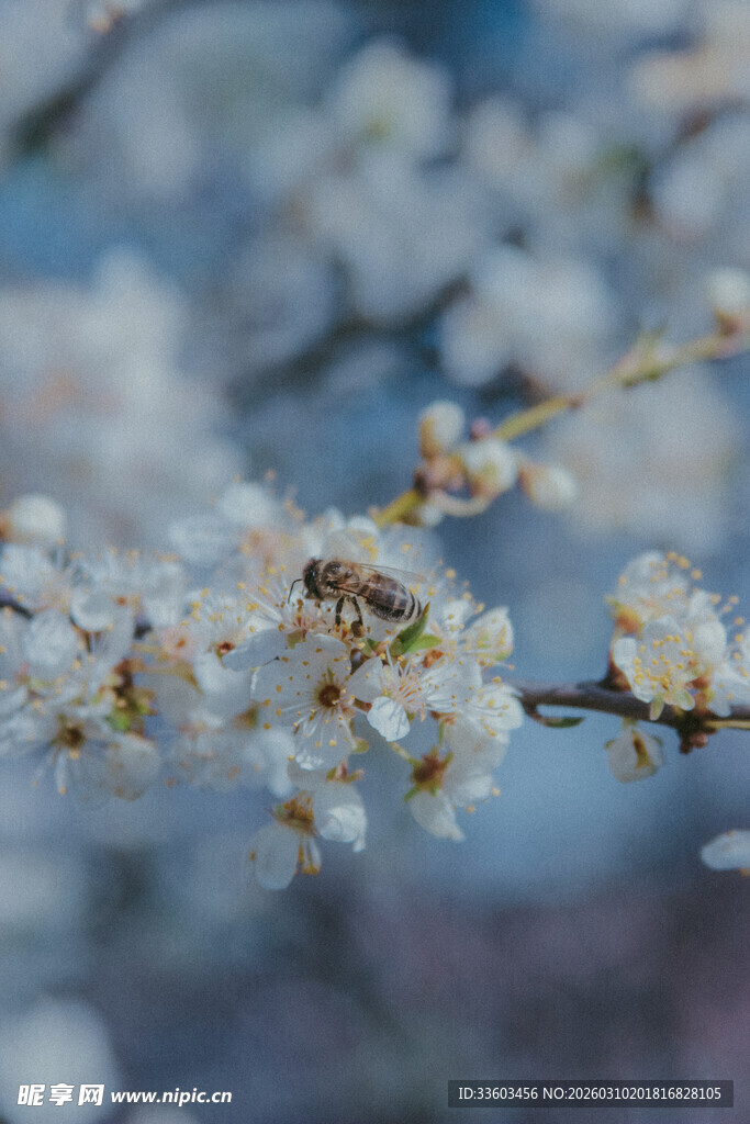 枝头绽放的洁白花朵