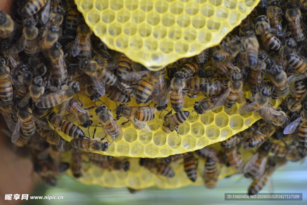 蜂巢上忙碌的蜂群