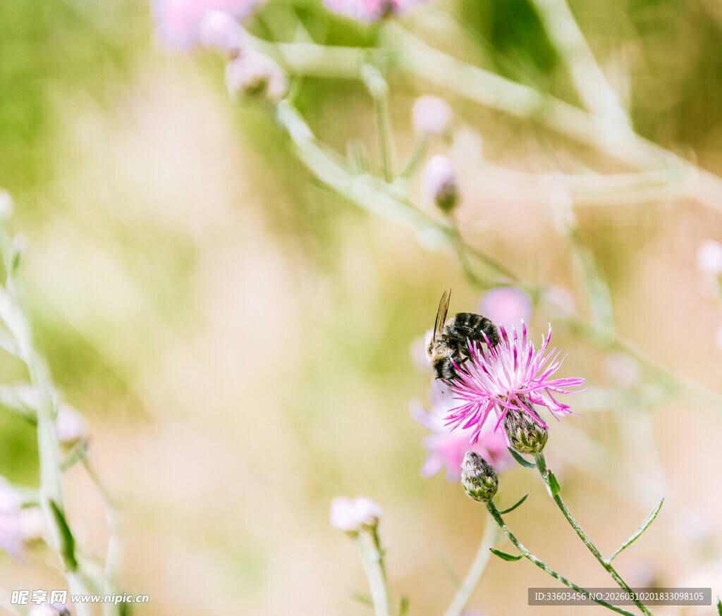 蜜蜂停驻粉色小花