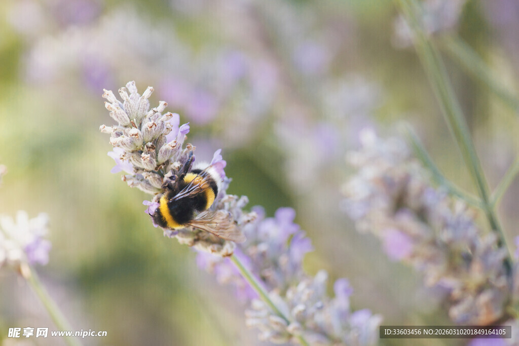蜜蜂停留在薰衣草花朵上