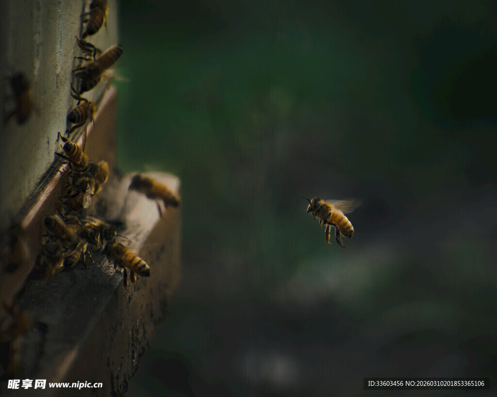 蜜蜂出巢瞬间