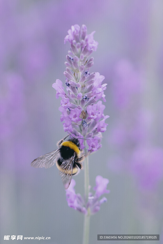 蜜蜂采蜜于紫色薰衣草间