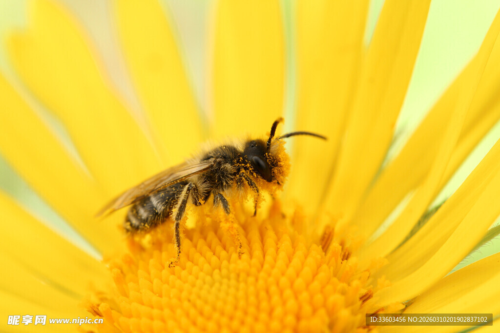 蜜蜂停留在黄色花朵上