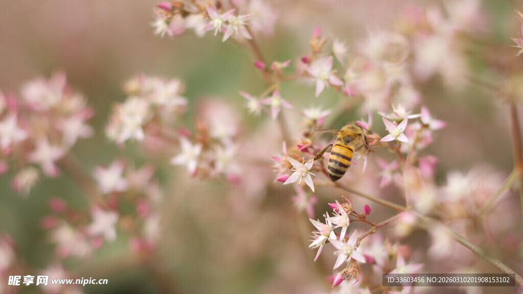 花间蜜蜂采蜜图
