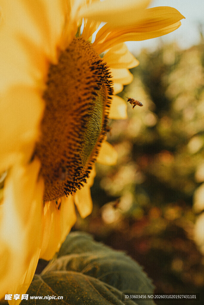 阳光下的向日葵与蜜蜂