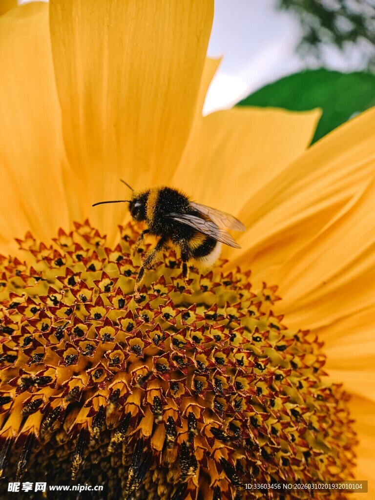 蜜蜂停留在向日葵花蕊上
