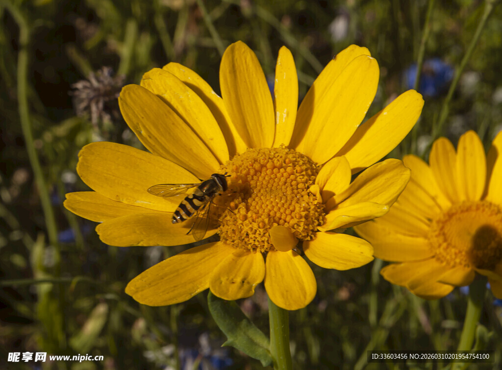 蜜蜂采蜜于黄色小花间