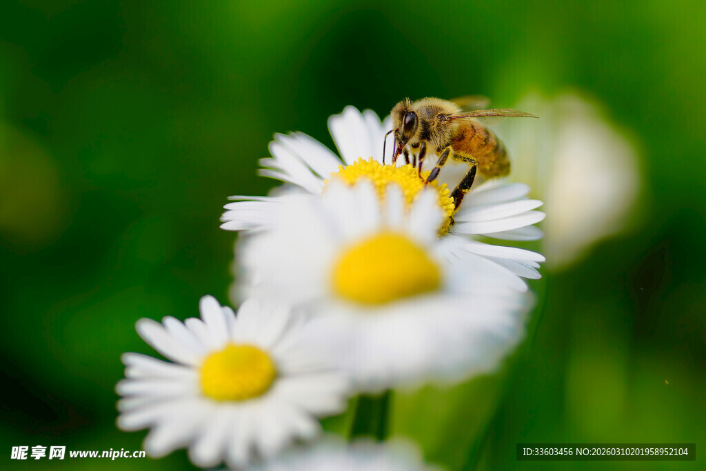 蜜蜂停留在雏菊上