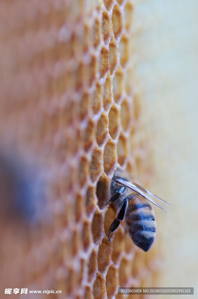 蜜蜂在蜂巢上忙碌