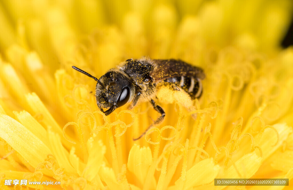 蜜蜂采蜜于黄色花朵间