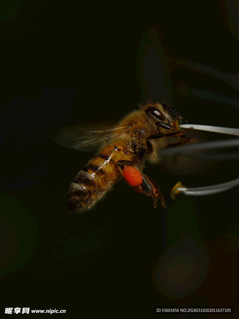 蜜蜂采蜜瞬间