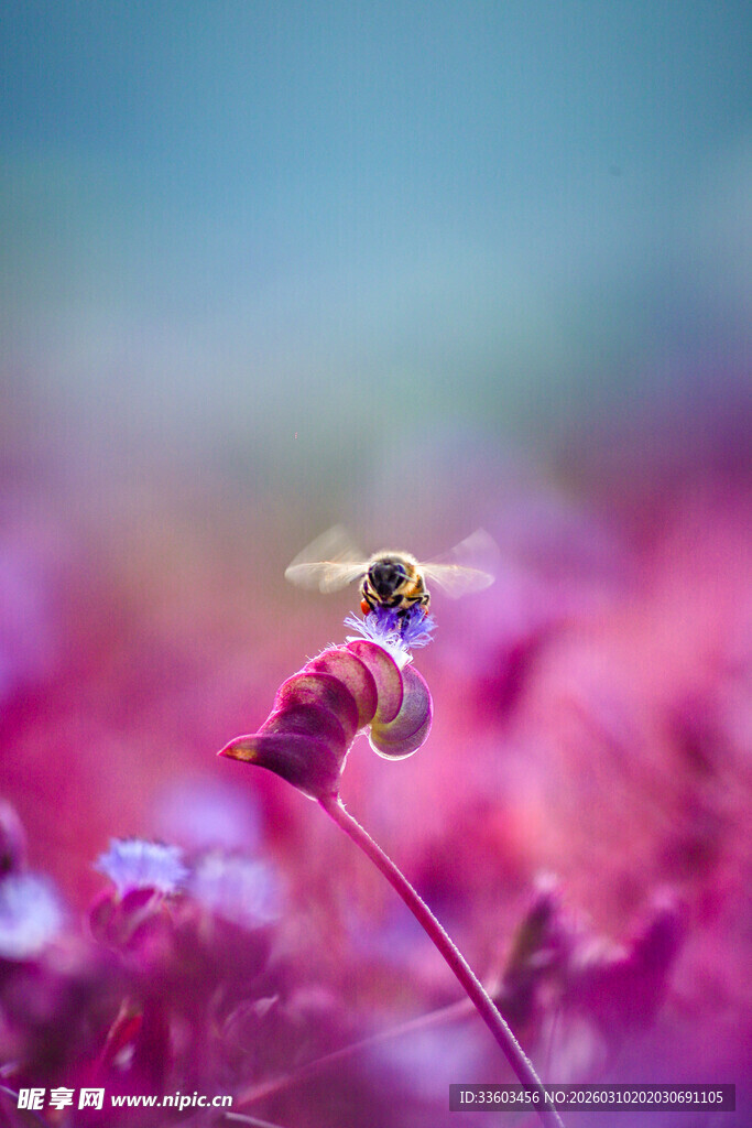 花间蜜蜂飞舞的美妙瞬间