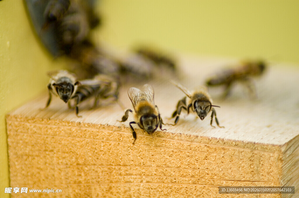 蜜蜂聚集在木块上