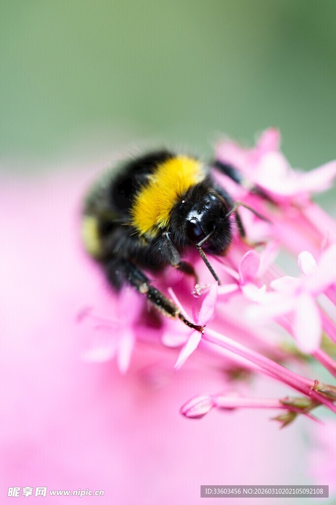 黑黄蜜蜂采粉色花朵