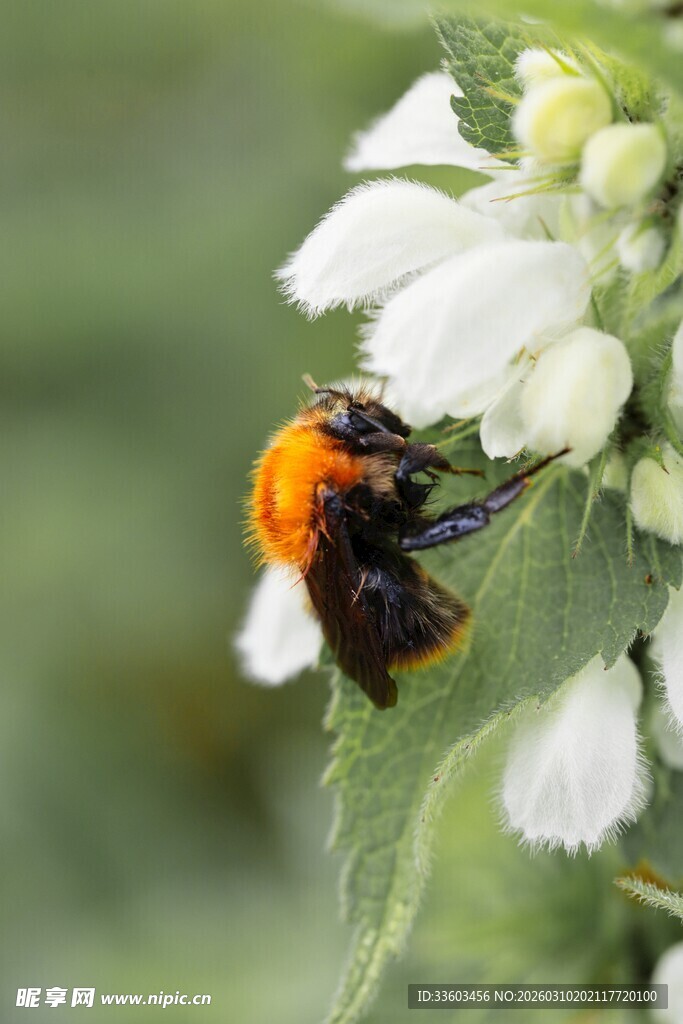 橙黑蜜蜂采白色花朵