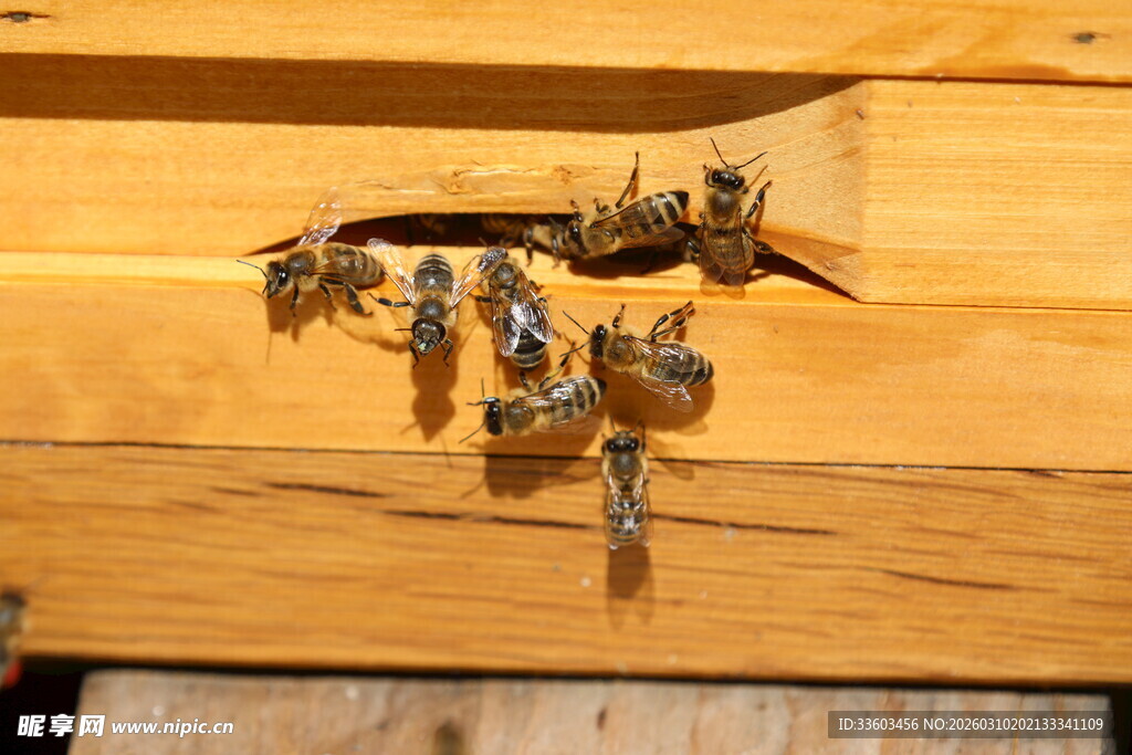 蜂巢入口处的忙碌蜜蜂