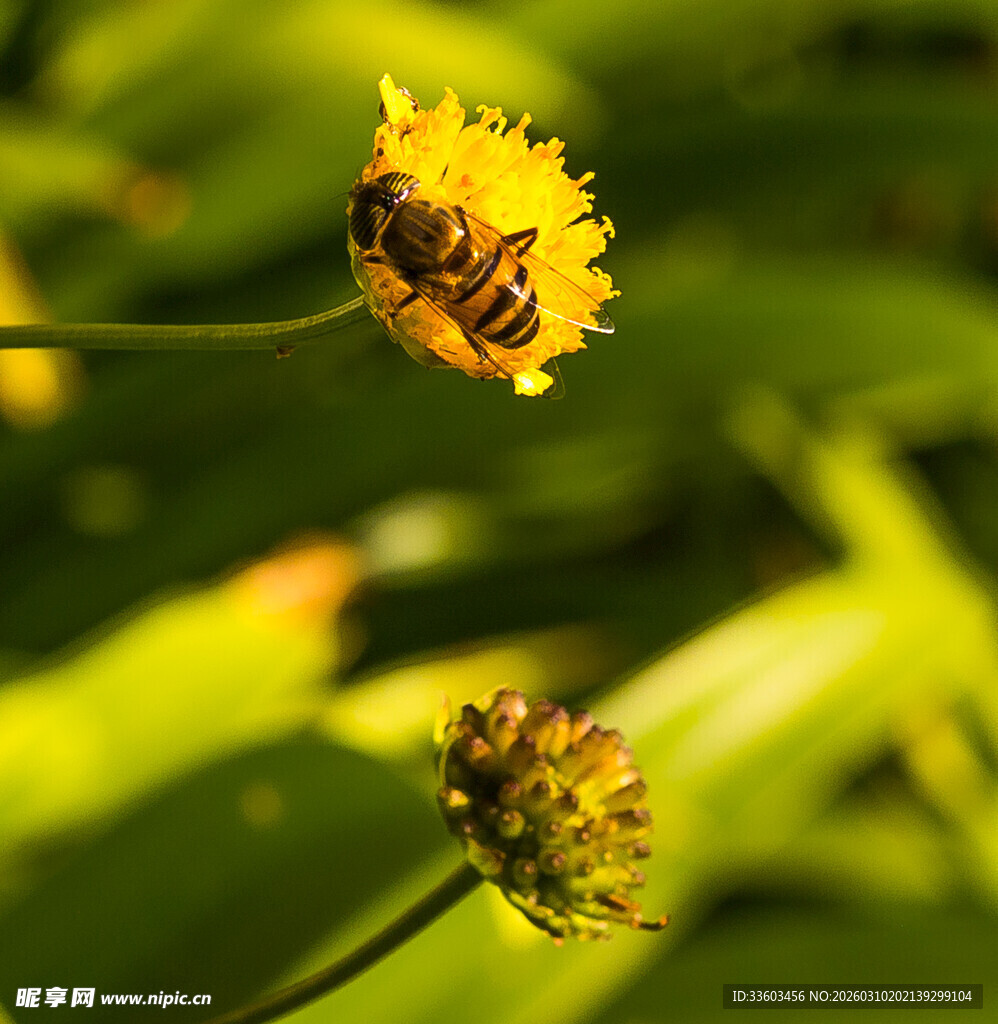 蜜蜂采蜜于黄色小花