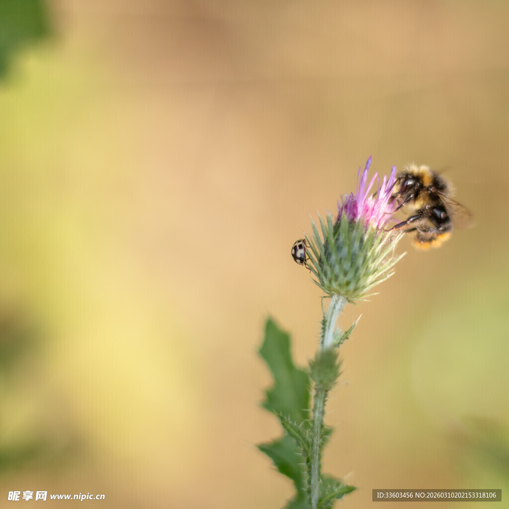 蜜蜂采蜜于紫色蓟花