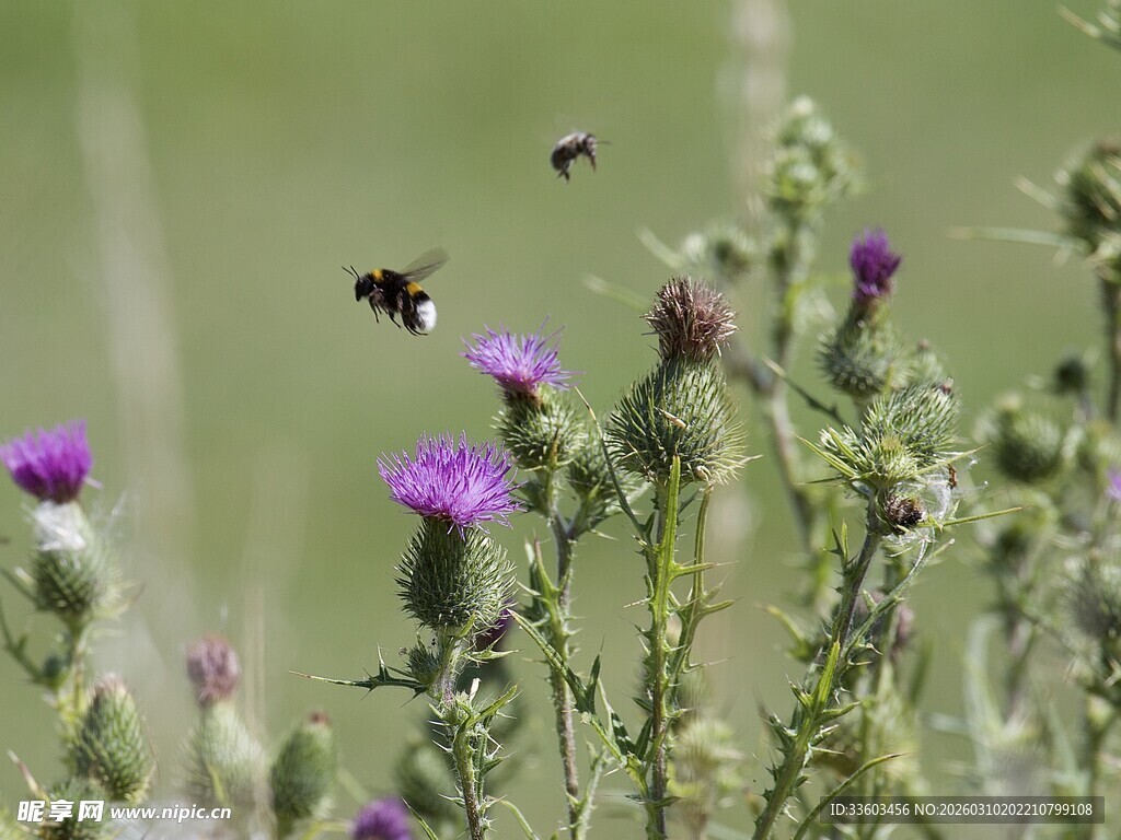 花丛中飞舞的蜜蜂