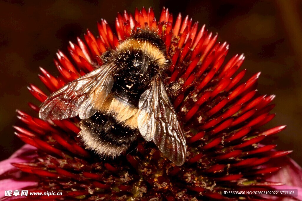 蜜蜂停留在红色花朵上