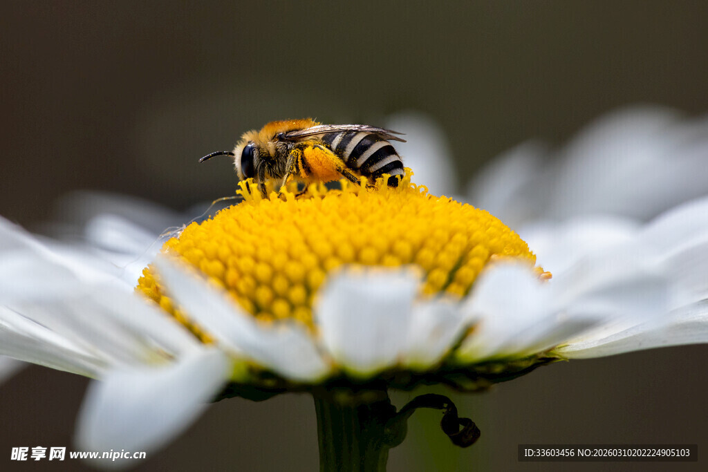 蜜蜂停留在白色雏菊上