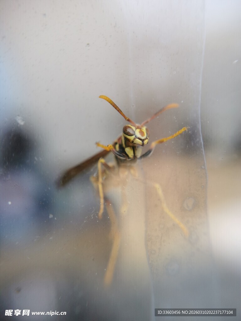 窗上的黄黑相间胡蜂