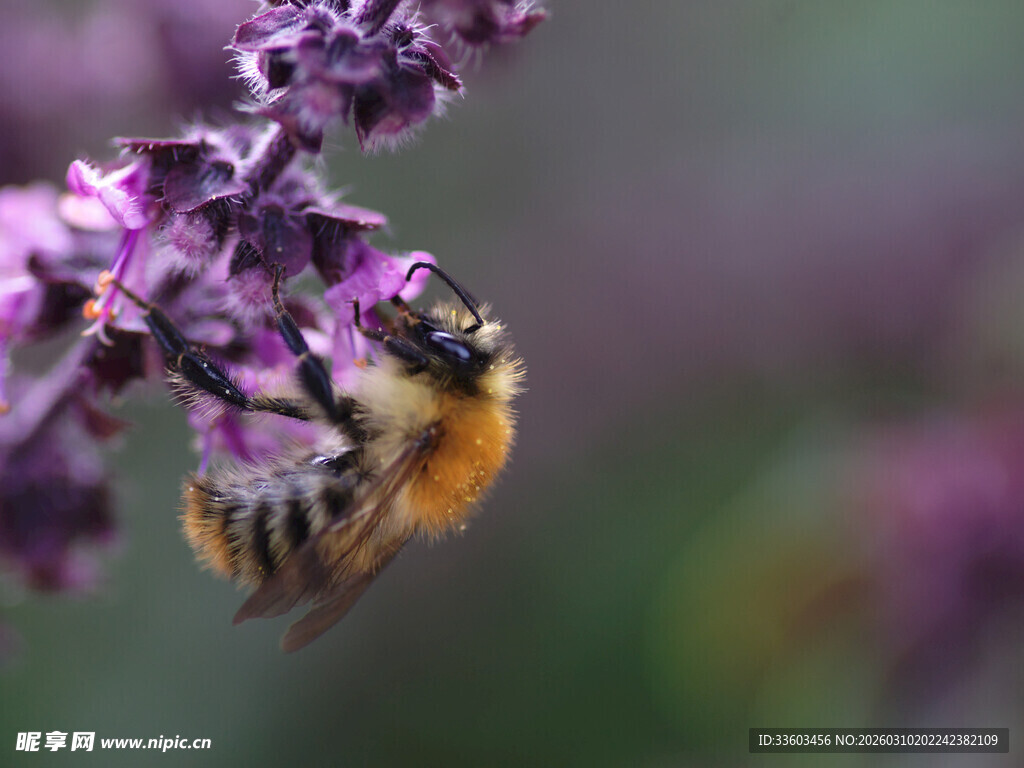 蜜蜂采蜜于紫色花朵间