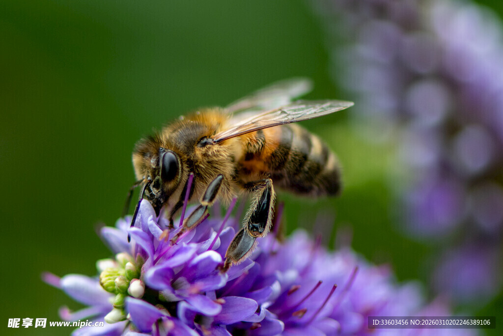 蜜蜂采蜜于紫色花朵间