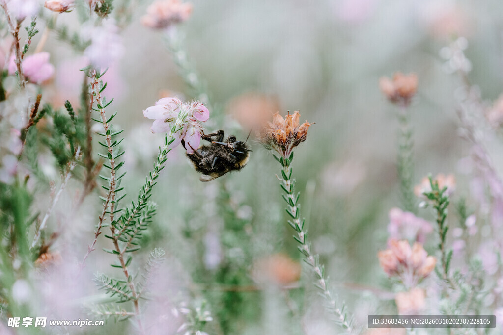 花丛中的小甲虫