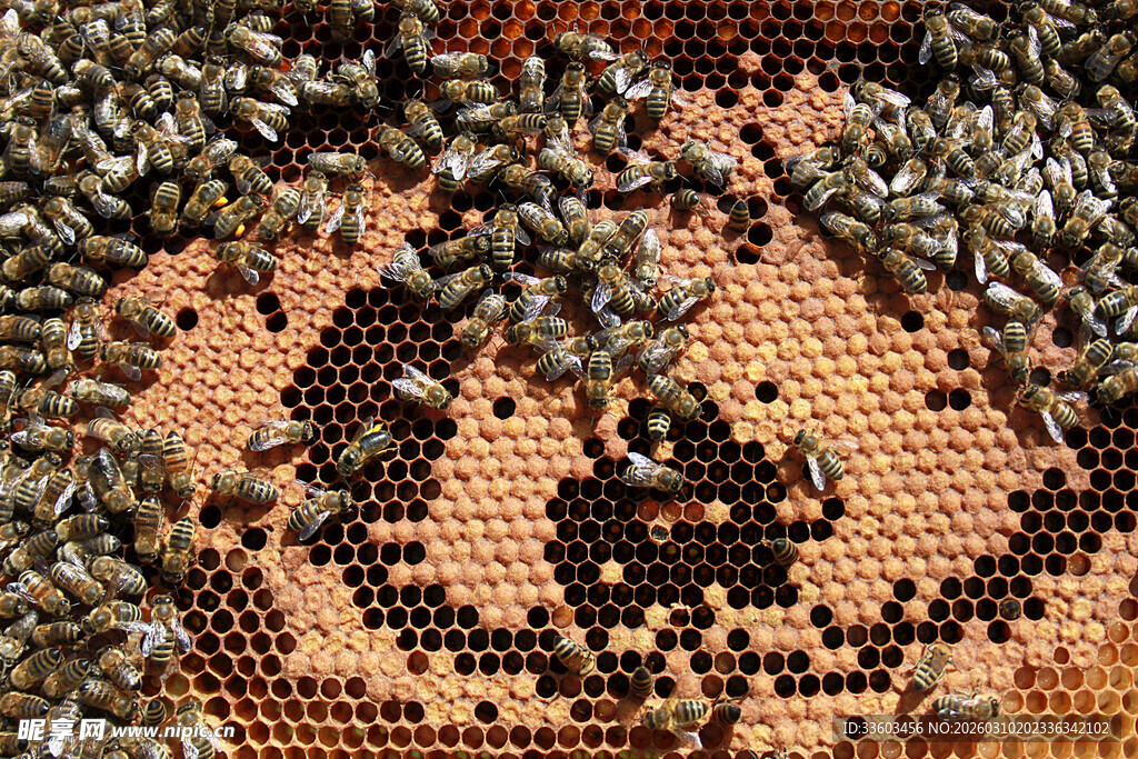 蜂巢上忙碌的蜂群