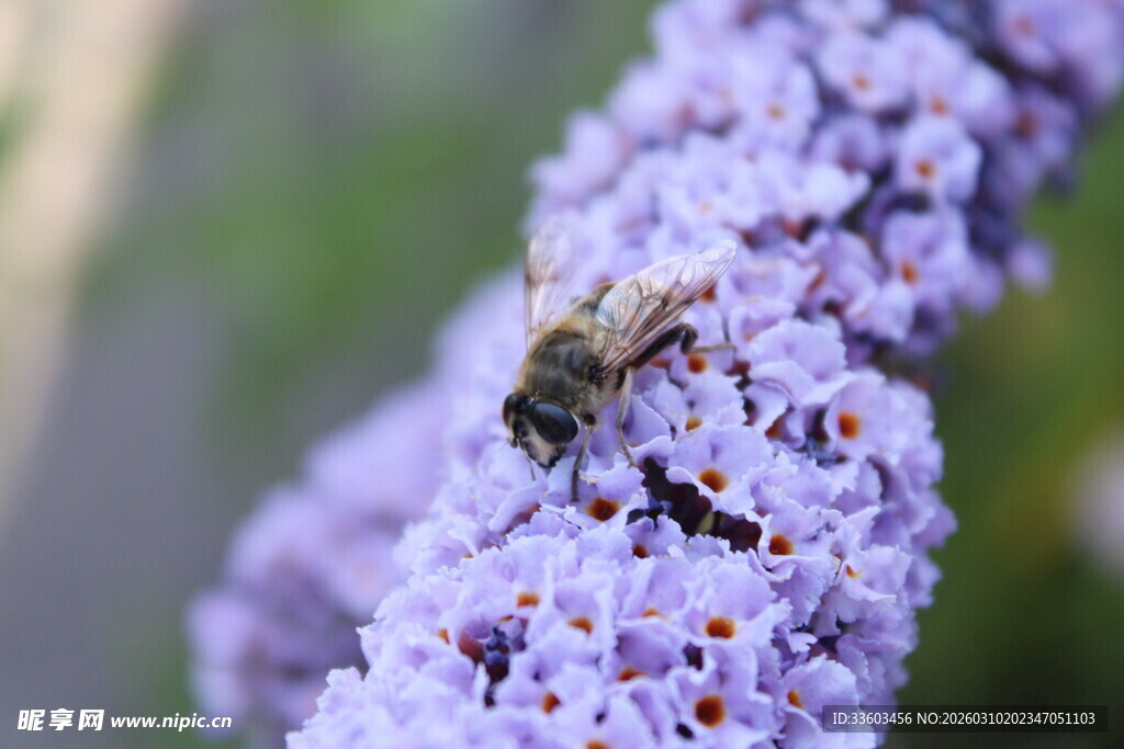 蜜蜂停留在紫色花朵上