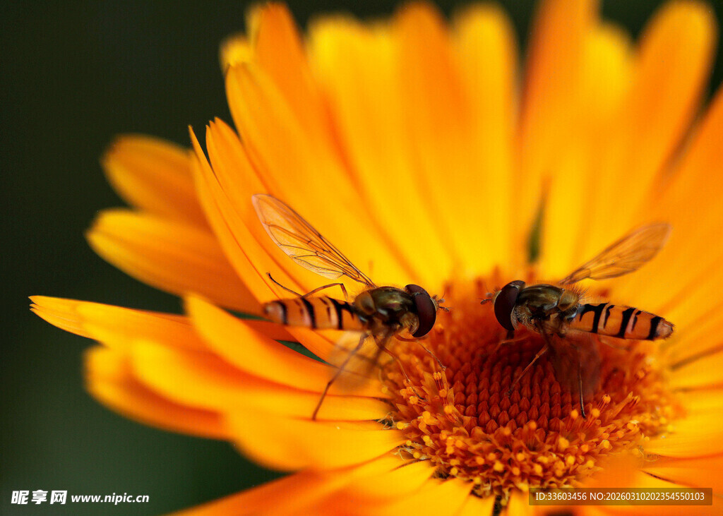 金盏花上的双飞小昆虫